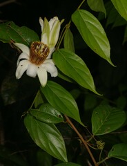 Passiflora candida