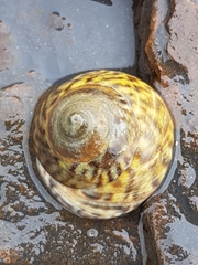 Bembicium nanum