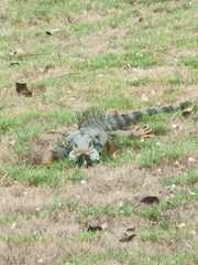 Iguana iguana