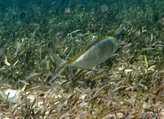 Caranx ruber