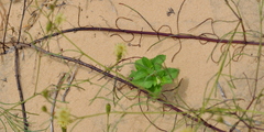 Porophyllum angustissimum
