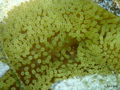 Stichodactyla helianthus
