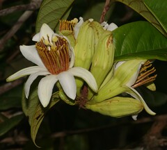 Passiflora candida