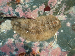 Cryptoplax striata