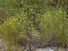 Porophyllum angustissimum