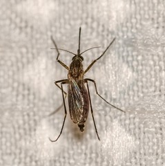 Aedes vittiger