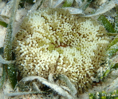 Stichodactyla helianthus