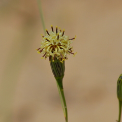 Porophyllum angustissimum