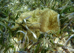 Stichodactyla helianthus