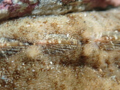 Cryptoplax striata