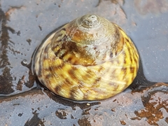 Bembicium nanum