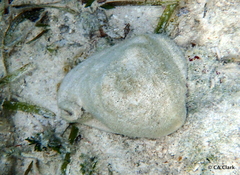 Cassis tuberosa