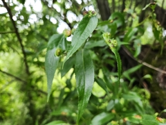 Maytenus boaria