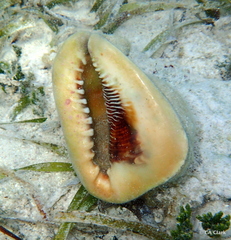Cassis tuberosa
