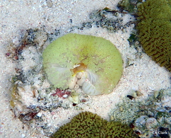 Stichodactyla helianthus