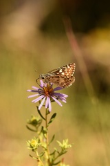 Burnsius communis
