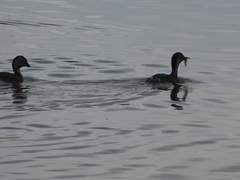 Poliocephalus poliocephalus