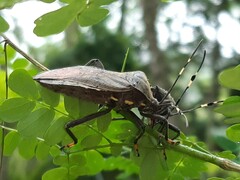 Pachylis laticornis