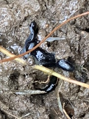 Kontikia ventrolineata