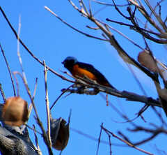 Chlorophonia elegantissima