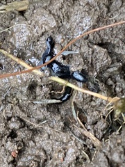 Kontikia ventrolineata