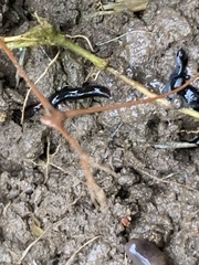 Kontikia ventrolineata