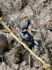 Kontikia ventrolineata