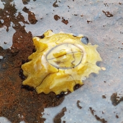 Chthamalus antennatus