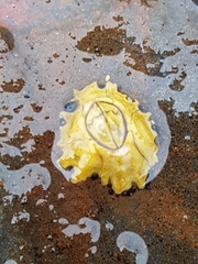 Chthamalus antennatus