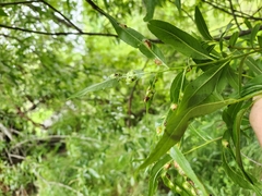 Maytenus boaria