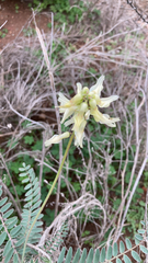 Astragalus trichopodus