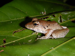 Craugastor fitzingeri