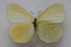 Gonepteryx palmae