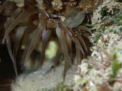 Anemonia mutabilis