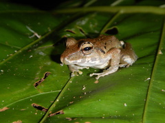 Craugastor fitzingeri