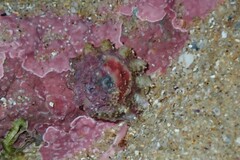 Bellastraea squamifera