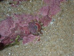 Bellastraea squamifera