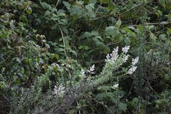 Valeriana microphylla