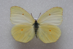 Gonepteryx palmae