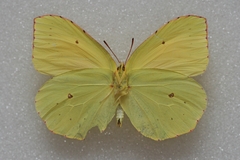 Gonepteryx palmae