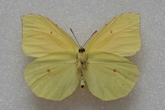 Gonepteryx palmae