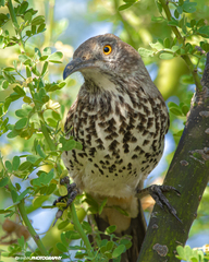Toxostoma cinereum