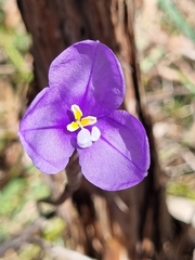 Patersonia occidentalis
