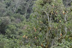 Brugmansia sanguinea