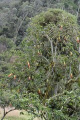 Brugmansia sanguinea