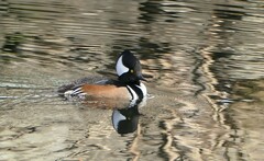 Lophodytes cucullatus