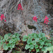 Coralbells - Photo (c) Jerry Oldenettel, some rights reserved (CC BY-NC-SA)