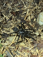 Cyclocosmia truncata