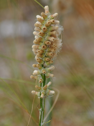 Pterocaulon met vossenstaartbladeren (Pterocaulon alopecuroides)