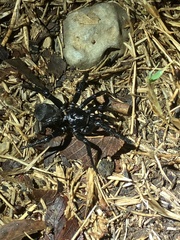 Cyclocosmia truncata